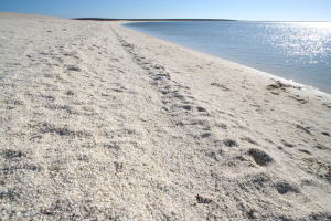 sL@I[XgA@V[NxC@VFr[`Denham Shell Beach