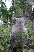 p[XY[@Perth Zoo